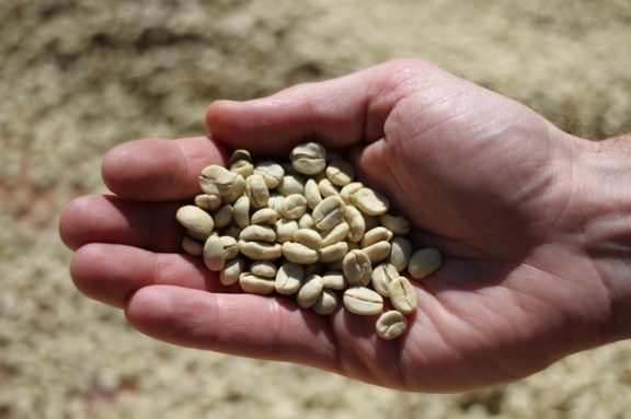 These beans must still be shelled and sorted before roasting.