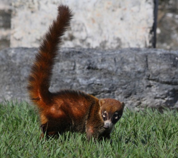 Gotcha! This one finally came up for breath.