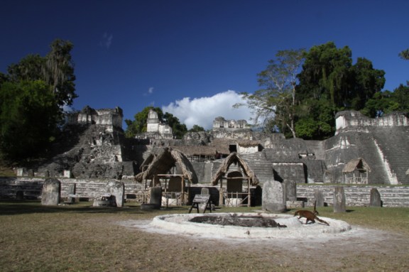 The Grand Plaza is the heart of Tikal. Check out the roaming koati mundi!
