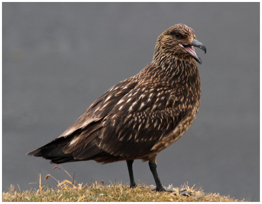 Greater Skua of Ingólfshöfði