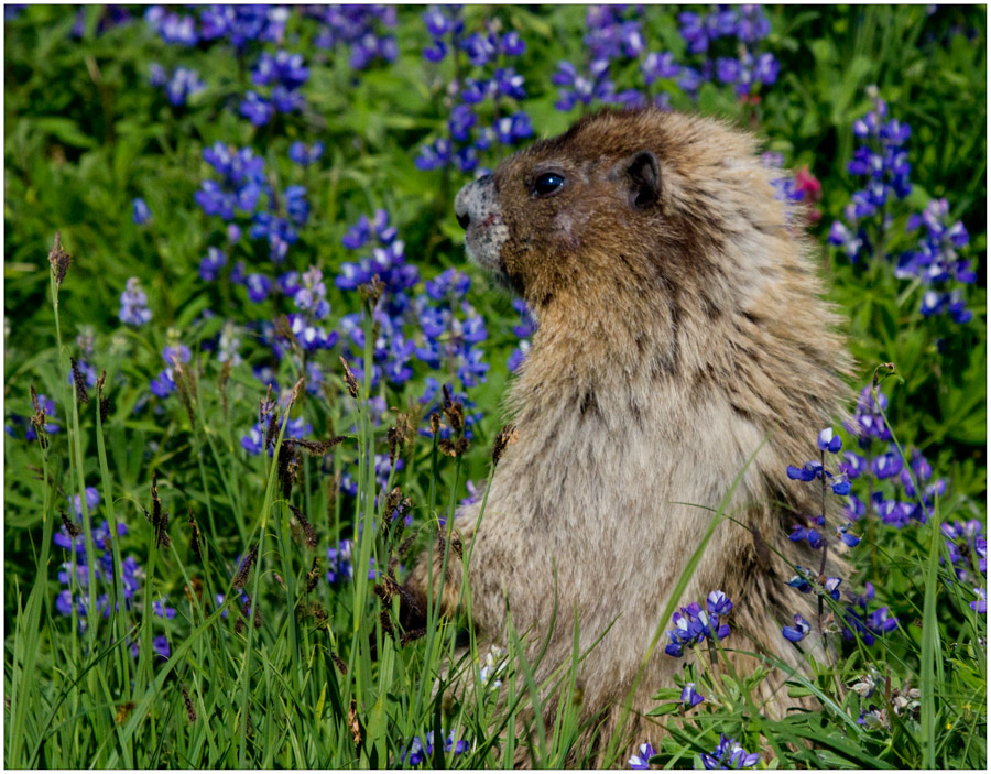 Hoary Marmot in Lupine Field