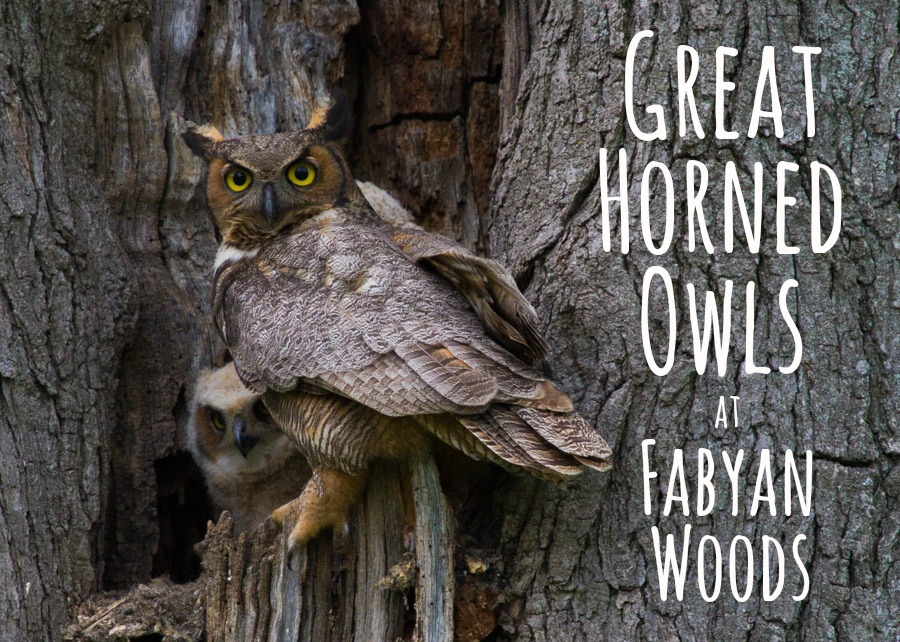 Fabyan Woods