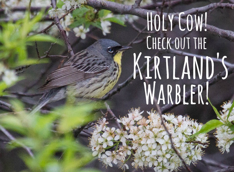 Kirtland's Warbler